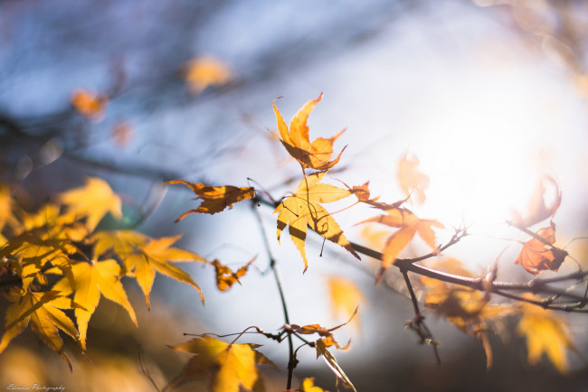 Обои картинки фото природа, листья, ветка, осень, макро, жёлтый, цвет, свет, солнце, размытие