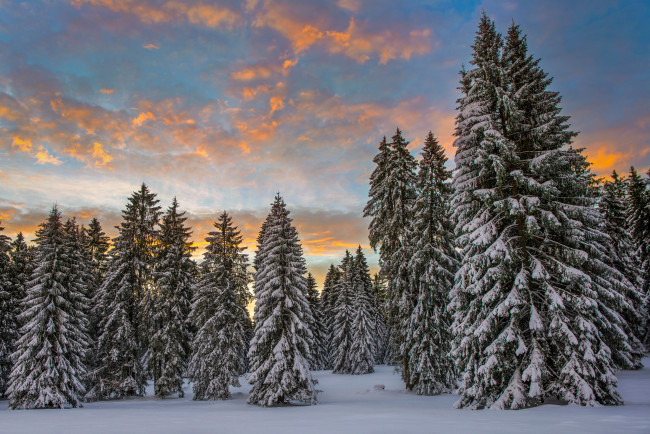 Обои картинки фото природа, зима, облака, утро, ели, лес, снег, швейцария