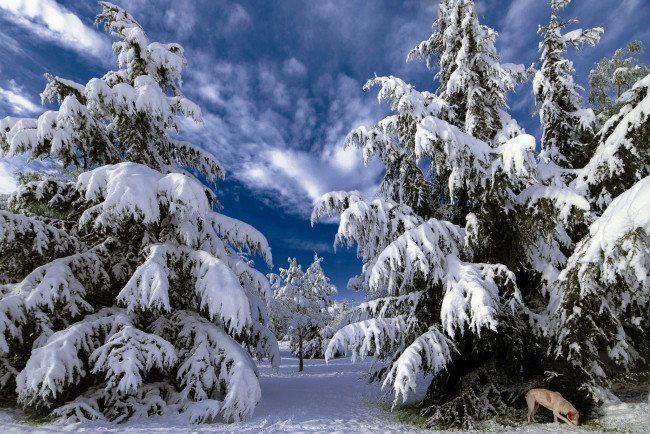Обои картинки фото природа, зима, снег, ели, небо