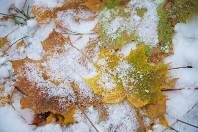 Обои картинки фото природа, листья, цвет, снег, макро
