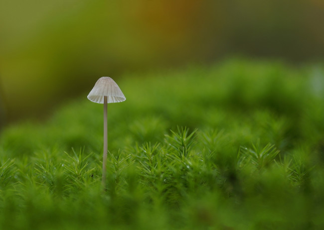 Обои картинки фото природа, грибы, поганка, макро, мох, зелёный