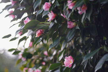 Картинка цветы камелии кустарник цветение бутон flowering bud leaf camellia листья камелия shrubs