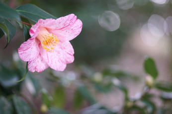 Картинка цветы камелии нежность цветение розовая лепестки листья бутон камелия