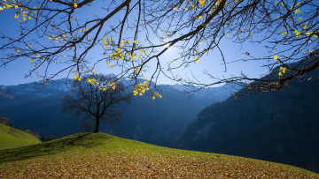 Картинка природа горы листья ветки обрыв дерево осень