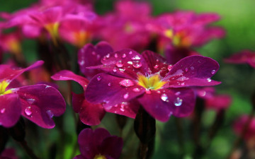 Картинка цветы плюмерия лепестки клумба роса капли