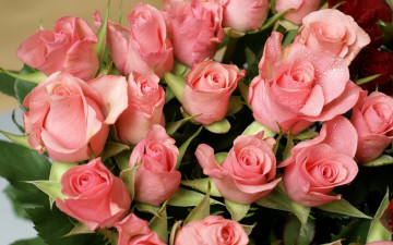 Картинка цветы розы розовые букет