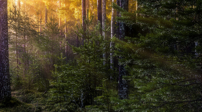 Обои картинки фото природа, лес, натура