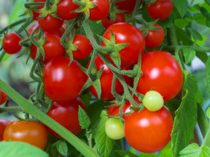 Картинка природа плоды помидоры томаты