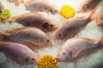 Картинка еда рыба +морепродукты +суши +роллы лед апельсины свежая