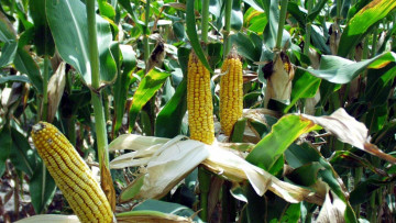 Картинка природа плоды кукуруза початки