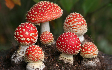 Картинка природа грибы +мухомор грибная семейка