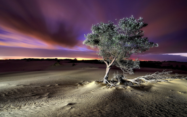 Обои картинки фото марокко,  пустыня сахара, природа, пустыни, ночь, пейзаж, барханы, песок, дерево, пустыня, сахара