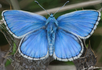 Картинка john+labrada рисованное животные +бабочки blue butterfly