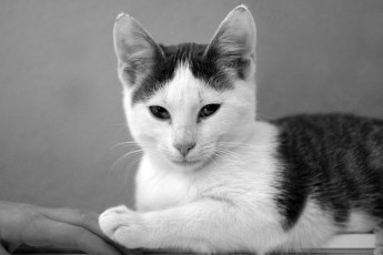 Картинка животные коты кот кошка