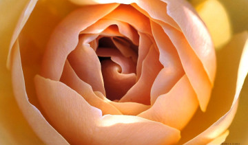 Картинка цветы розы сердцевина