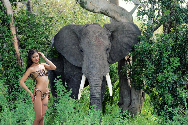 Обои картинки фото девушки, - азиатки, азиатка, слон, бикини, тату