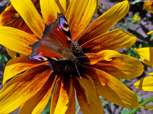 Картинка бабочка на цветке животные бабочки