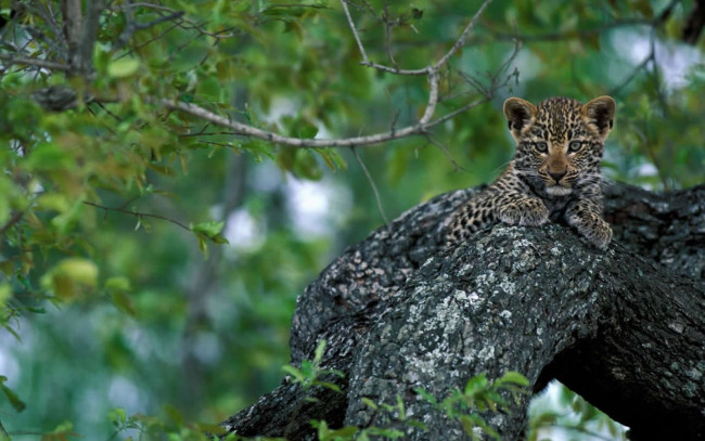 Обои картинки фото животные, леопарды, леопрд, котёнок, на, дереве