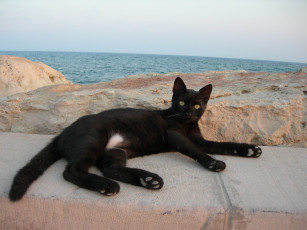 Картинка животные коты кот кошка море парапет