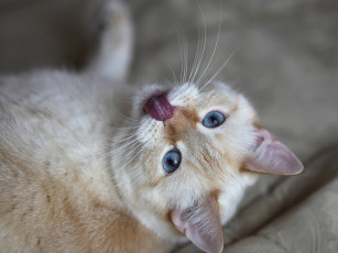 Картинка животные коты кот кошка язык