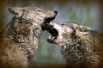 Картинка животные волки хищники пасть игра