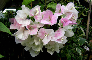 обоя цветы, бугенвиллея, бледно-розовый