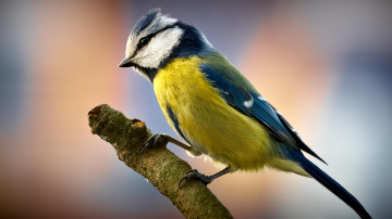 Картинка животные синицы лазоревки ветка птичка