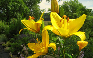Картинка цветы лилии лилейники желтый лето