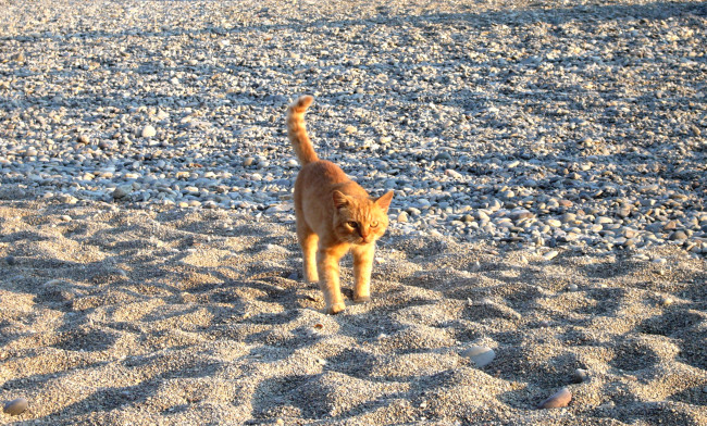 Обои картинки фото животные, коты, кот, кошка, котенок, рыжий, пляж, песок, камни, галька