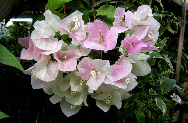 Обои картинки фото цветы, бугенвиллея, бледно-розовый