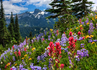 Картинка mount rainier national park природа луга горы цветы