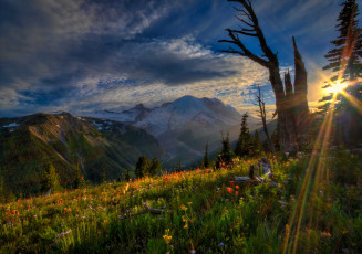 Картинка mount rainier national park природа горы закат цветы пейзаж