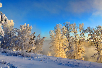 Картинка природа зима снег деревья