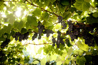 Картинка природа Ягоды виноград лоза солнце гроздья