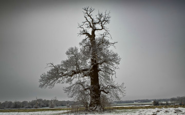 Картинка природа деревья зима поле дерево