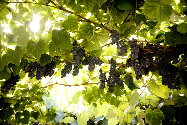 Обои картинки фото природа, Ягоды, виноград, лоза, солнце, гроздья