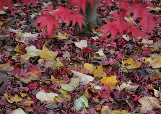 Картинка природа листья окрас осень