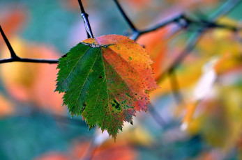 Картинка природа листья листок осень ветка