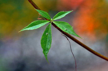Картинка природа листья листок веточка