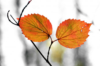 Картинка природа листья жёлтые осень