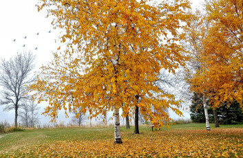 Картинка природа парк деревья листья осень