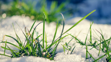 Картинка природа макро весна снег проталина трава блики