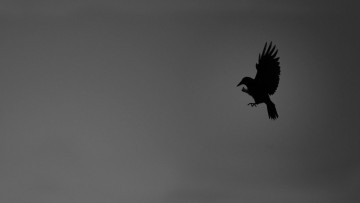 Картинка рисованные минимализм ворона