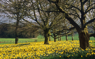 Картинка природа парк весна деревья цветы