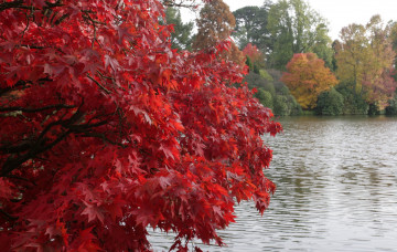 Картинка природа реки озера куст озеро осень