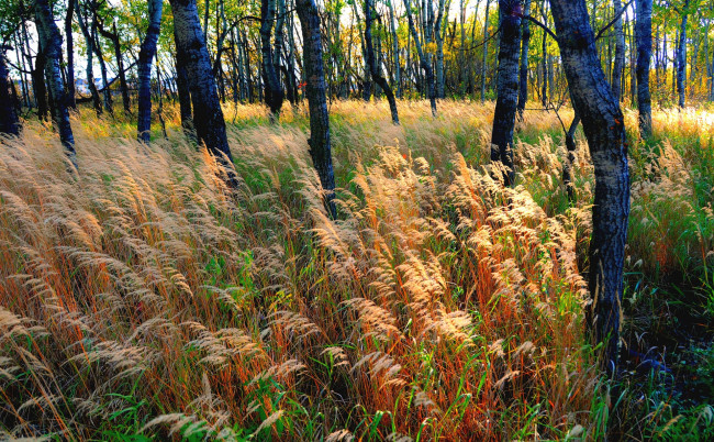 Обои картинки фото природа, лес, трава, жёлтая, осень