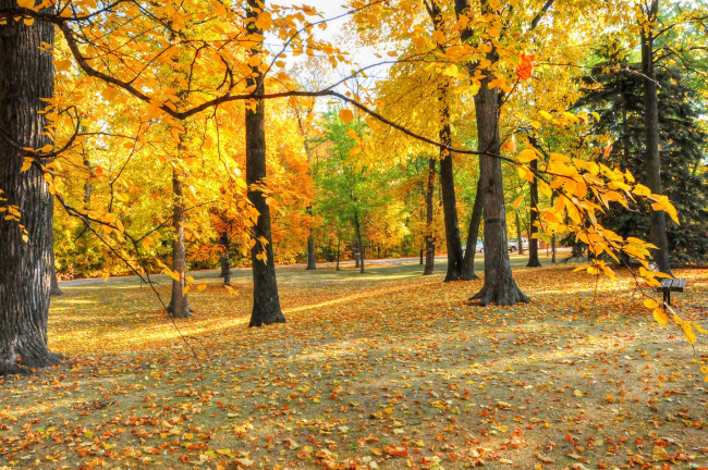 Обои картинки фото природа, лес, осень, листва, деревья