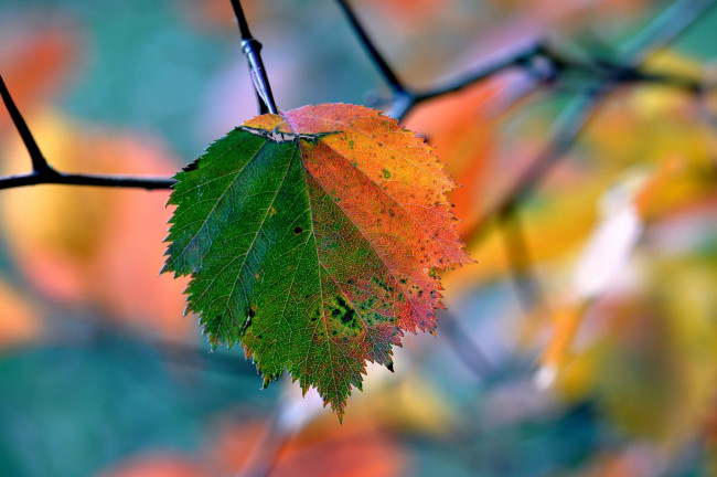 Обои картинки фото природа, листья, листок, осень, ветка