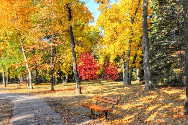 Обои картинки фото природа, парк, дорожка, осень, листья, деревья