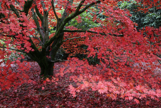 Обои картинки фото природа, деревья, окрас, листья, осень, дерево